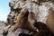 Seals On The Ballestas Islands, Peru