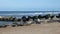 Seals Basking on the Coast