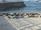 Seals basking on a La Jolla Beach CA