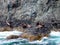 Seals basking on rocks in alaska