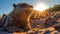 Seals Basking in Sunrise Glow on Rocky Shore