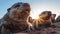 Seals Basking in Sunrise Glow on Rocky Shore