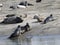 Seals of the Bay of Authie in France