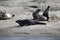 Seals of the Bay of Authie in France