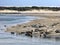 Seals of the Bay of Authie in France