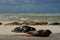 Seals on a beach