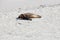 seals on the beach at seal bay at kangaroo island (australia)