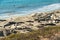 Seals on the beach. Seal colony, California Coastline