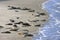 Seals bench between dutch Ameland and Terschelling