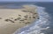 Seals bench between Terschelling and Ameland