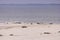 Seals and birds each on North Frisian island of Amrum