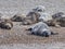 Seals at Blakeney Point Norfolk