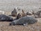 Seals at Blakeney Point Norfolk