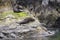 Seals blend on rocky habitat, showcasing adorable features amidst stunning landscapes.