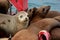 Seals on buoy