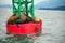 Seals on buoy in Alaska