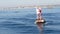 Seals on buoy in pacific ocean, whale watching tour in Newport beach, California USA. Colony of wild animals, sea lions herd on