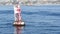 Seals on buoy in pacific ocean, whale watching tour in Newport beach, California USA. Colony of wild animals, sea lions herd on