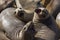 Seals on Californian Beach