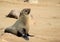 Seals at Cape Cross, Atlantic Ocean coast