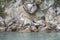 Seals and cliffs at Tonga island shore, Abel Tasman park ,  New Zealand