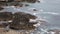 Seals coast of Cornwall near Holywell Bay on the south west coast path