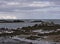 Seals at the coast of Iceland on the sea grass