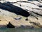 Seals colony on sea shore Gaspe