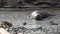 Seals in creek mountain river on coastline of Falkland Islands Antarctica.