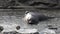 Seals in creek mountain river on coastline of Falkland Islands Antarctica.