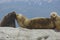 Seals cuddling on a rock in the south of argentina