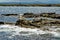 Seals on the Farne Islands - Northumberland - England