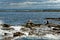 Seals on the Farne Islands - Northumberland - England