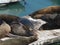 Seals on Fisherman\'s Wharf