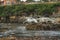 Seals and flock of birds on the rock in the ocean