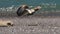 Seals - Goat Rock Beach, Sonoma County, California.