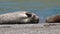 Seals - Goat Rock Beach, Sonoma County, California.