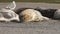 Seals are on Goat Rock Beach, Sonoma County, California winter.