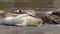 Seals are on Goat Rock Beach, Sonoma County, California winter.