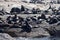 Seals in Hout Bay Cape Town