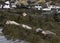 The seals in Iceland sunbathe on the seaweed