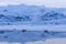 Seals on Icy Blue Shore