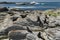 Seals in Kaikoura, New Zealand