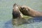 Seals kissing