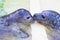 Seals kissing