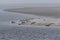 Seals laying on sandbank in the wadden sea