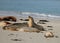 Seals Lazing Around At Seal Bay Kangaroo Island SA Australia