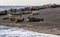 Seals line the shore at their breeding ground at Blakeney Point, Norfolk, UK