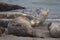 Seals love hanging out at the Pacific Coast beaches.