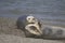 Seals love hanging out at the Pacific Coast beaches.